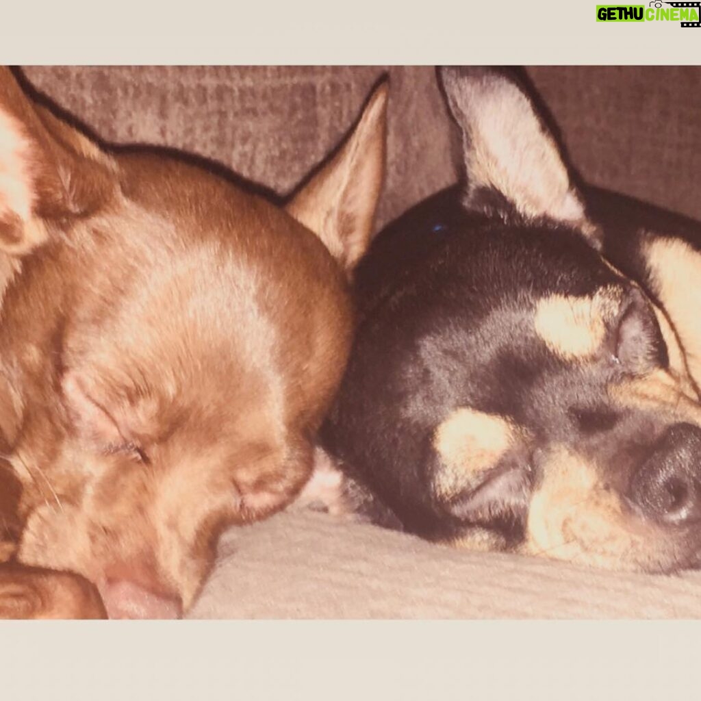 Layla El Instagram - My babies ............. Chino & Amante’ 💛#love #doggies #chiwinnie #chiuahua