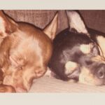 Layla El Instagram - My babies ............. Chino & Amante’ 💛#love #doggies #chiwinnie #chiuahua