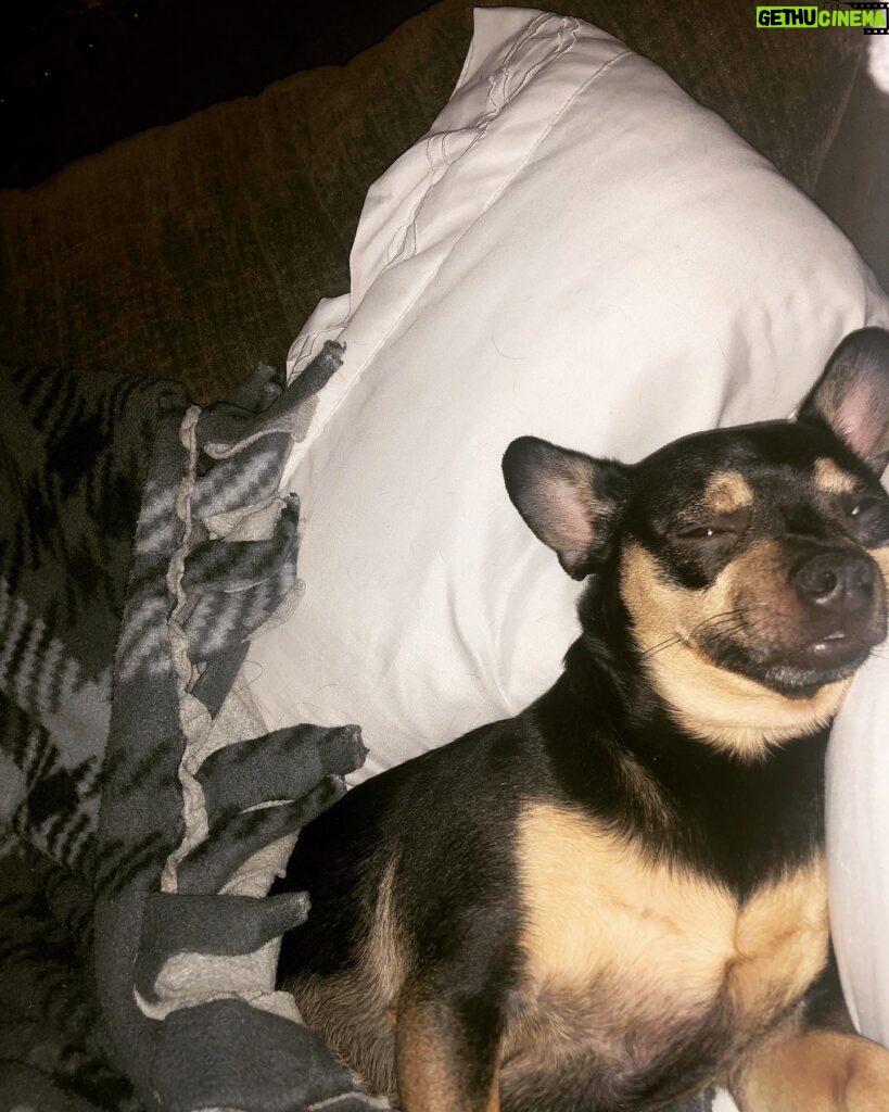Layla El Instagram - When this guy steals your pillow #love #chiweenie #goodlife