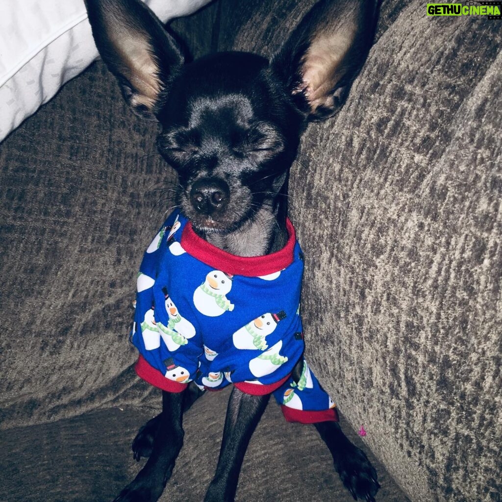 Layla El Instagram - My lil man Rocco .....my tiny baby💛💛❤️❤️ look at those ears 💛 #chiauaua #doggie