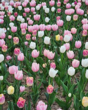 Lee Ayumi Instagram - 봄이 드뎌 온것같앙🌸 맛난거 먹고 꽃구경도 하고
이래도 되나 싶을정도로 아주 예쁜날이었당🌸 내 뿌리(머리) 빼곤…😩

本格的に春が来たみたい🌸
美味しい物頂いて~お花を観に行って~、こんなに幸せでいいのか
というぐらい美しい一日でした🌸 私のプリンヘアー以外は…😩