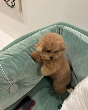 Lee Seo-el Instagram - 스토리텔링👀🐻🤍