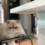Lee El Instagram - _ 어흥! #김탱고탱탱볼마마냥꼬먹깨비눈꼽쟁이쪼꼬쪼꼬탱탱