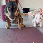 Lee Hae-young Instagram - #부라보오빠 #알로하동생 #오빠멋져 #알로하러블리 #miniaturebullterrier #🌺🎶 기르기 쉬운 🐕아닙니다..🥹 #내가미쳤지😱