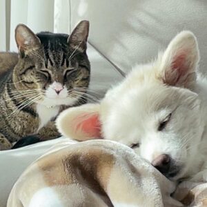 Lee Se-hee Instagram - 요즘 나만 빼고 둘이서만 잔다(울컥
원래 럭키는 항상 나 잘때 침대에서 같이 잤는데 섭섭해....

너네 이제 간식없어...