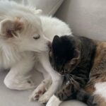 Lee Se-hee Instagram - 요즘 나만 빼고 둘이서만 잔다(울컥 원래 럭키는 항상 나 잘때 침대에서 같이 잤는데 섭섭해.... 너네 이제 간식없어...
