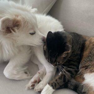Lee Se-hee Instagram - 요즘 나만 빼고 둘이서만 잔다(울컥
원래 럭키는 항상 나 잘때 침대에서 같이 잤는데 섭섭해....

너네 이제 간식없어...