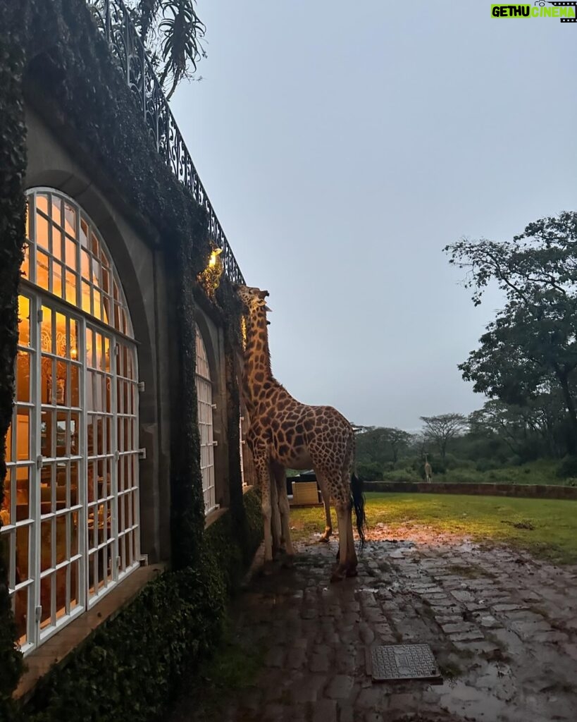 Lee Won-ji Instagram - 뒤늦은 기린 호텔사진🦒🏠🦒 어쩌다 허니문 명소ㅋㅋㅋㅋㅋㅋㅋ잼나는거 온 구석구석 쥬롸푸 디테일이 진짜 도라방스 사장님 디테일에 미친 사람이 분명함 @glory_yongmyoung 너무너무 재미있었어요 감사합니다🙆🏻‍♀️🙆🏻‍♀️🦒🦒🦒🦒🦒🦒 #지구마불세계여행2