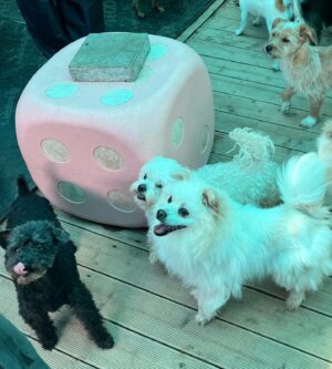 Lee Yoo-jin Instagram - 멍멍!🐶 사랑스러운 아기들💓

#사지말고입양하세요 #유어사이드봉사단 #유어사이드
#유기견봉사 #레인보우쉼터