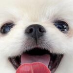 Lee Yoo-jin Instagram - 새콩째콩이 그린 날🐶💓 사실.. 쌤 아니었으면 큰일날뻔...😉 오랜만에 재밌는 추억만들기 성공!