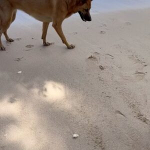 Leila George Instagram - Caribbean Queen 🐕