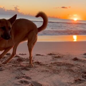 Leila George Instagram - Caribbean Queen 🐕