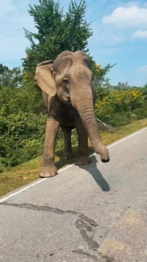 Lena Meckel Instagram - vielleicht hätten wir doch nicht stehen bleiben sollen 😕🐘🛺 #neverforget #elephants #are #hungry #mfs