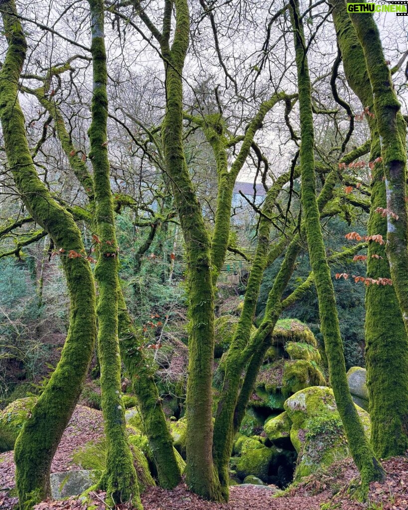 Lena Guillou Instagram - LE SAVIEZ-VOUS ? La thérapie par les arbres a fait ses preuves au Japon et vise à baisser le stress, les tensions nerveuses, améliore la concentration et le système immunitaire 😊 En effet les bienfaits du « tree hugging » sont prouvés alors go vous balader en forêt 🌳