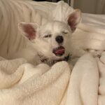 Leslie Grossman Instagram - This summer had a little bit of everything