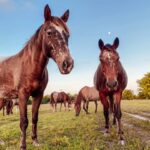 Letícia Lima Instagram - Bom dia! 🐴 Fazenda Barra do Cahy - Bahia! 🤎 Como está o começo de ano de vcs?!