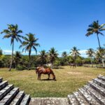 Letícia Lima Instagram - Bom dia! 🐴 Fazenda Barra do Cahy - Bahia! 🤎 Como está o começo de ano de vcs?!