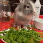 Letícia Lima Instagram - Recarregando as energias pq hoje o trabalho ta pesado por aqui 🍀🐰Feliz Páscoa!