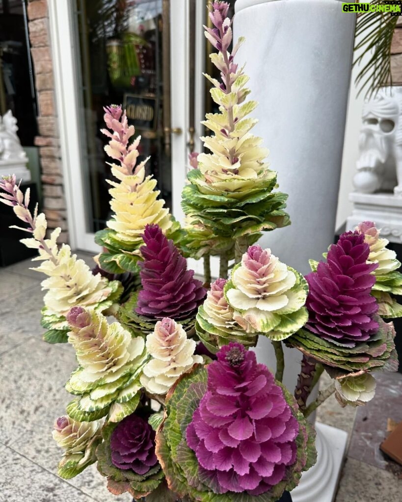 Leticia Calderón Instagram - Disfrutando flores exóticas, cruces extraños, seguimos nuestro viaje al templo Todaji pasando por el parque de los venados, los cuales están libres y amigables para que les des de comer.
