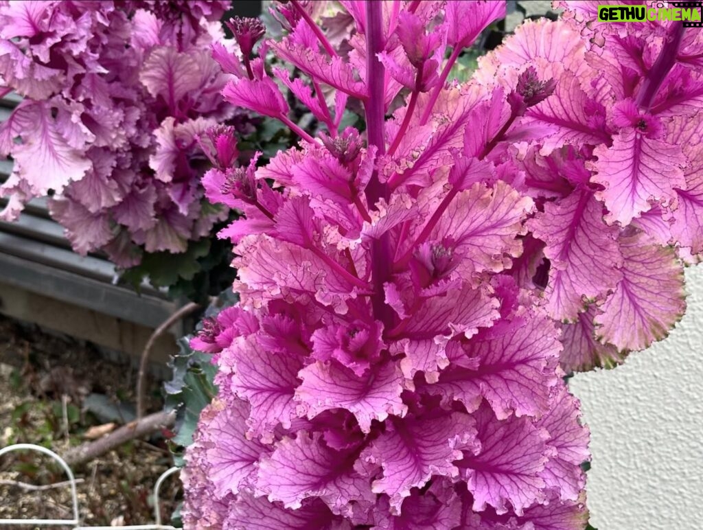 Leticia Calderón Instagram - 1.-árbol emblemático de Japón “Sakura”. 2.-Me emocioné al ver el tren de la Hello Kitty. 3.-Templo dorado “Kin Kami Ji”. 5.-Para mi flores exóticas. Preciosas. 6.-Vimos muchas personas usando el traje típico kimono (hay más de 10, 12 tipos de kimono) (el traje de los hombres se llama kimono montsuki). 7.-Bosque de bambú “Arashiyama”. 8.-vean el grosor (había más gruesos). 9.-nos tocó otra boda. 10.-y estas personas admirables (les dicen piernudos). Las calles no siempre estas planas, hay muchas subidas.