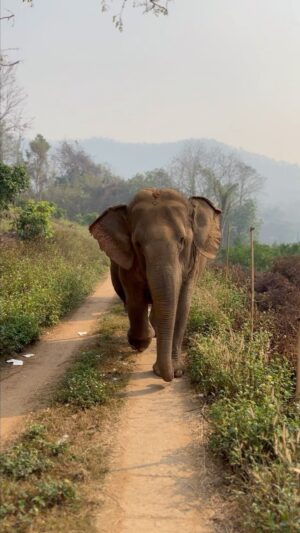 Li Jun Li Instagram - Meet Tomato 🍅 (38 years old) and Papaya (25 years old) at the @elephantsanctuarycare_park , owned by a kind hearted man named Eddy. Tomato was rescued seven years ago from being ridden by tourists everyday. They now roam freely on his land and follow and mug people like me for bananas 🍌🍌🍌🍌🍌🍌 🍌 🐘 🐘 
If you’re ever in #ChiangMai, #Thailand 🇹🇭, make sure you pay them a visit, because they’re always hungry. 😋💛

#elephant #sanctuary