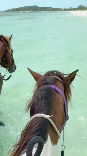 Liberté Chan Instagram - Go with the flow 🐴 🌊

Would you horseback ride in the ocean?

#swimminghorse #beachride #beachriding #waterhorse #horselove #turksandcaicos #beachday