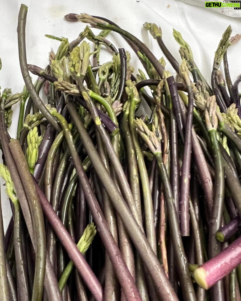 Lidia Bastianich Instagram - I loved being able to spend the Easter holidays with family in Istria. I had a wonderfully peaceful time foraging for wild asparagus, dandelions, nettles, and more. Easter meal was roasted lamb, spring peas, and potatoes - and we got to enjoy all the wild greens we harvested. #WheresLidia #lidiastravels #LidiasRecipes #LidiasItaly #LidiasKitchen #FromLidiasTableToYours #LidiasSoundtrack