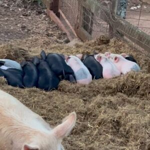 Lily Sullivan Instagram - The simple life starring @misobrendy , Solomon, Ruby and 9 piglets.