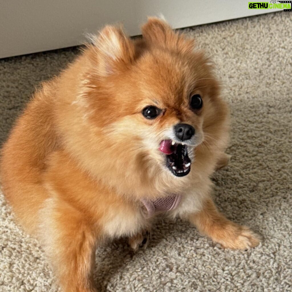 Lily Brooks O'Briant Instagram - random moments in my life ✨ • • Apparently I’ve loved wearing cowboy hat’s recently 🤠 p.s. don’t swipe! Scary photo of a monster at the end 😱 • • #photodump #cowboyhat #friends #lifelately #dog #pomeranian #friendship