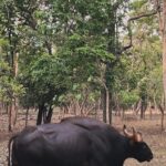 Lin Laishram Instagram - Manifesting dreams into reality, one day at a time. Every morning I wake up grateful for the beauty of nature and the life it breathes into my dreams. #naturelovers #gaur #leopard