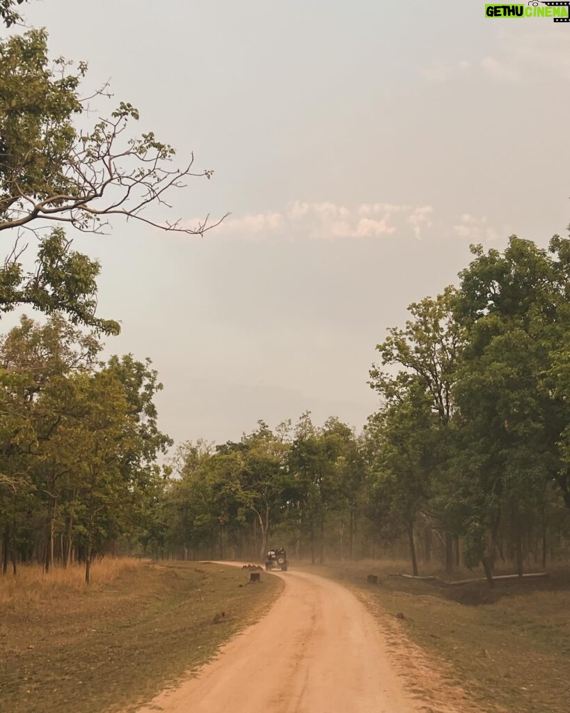 Lin Laishram Instagram - Manifesting dreams into reality, one day at a time. Every morning I wake up grateful for the beauty of nature and the life it breathes into my dreams. #naturelovers #gaur #leopard