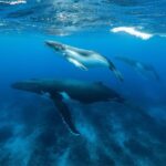 Lina Esco Instagram - what a trip we all shared. so grateful 🐋😭 #rp from @karimiliya 3 humpbacks passing over the shallow waters. Uncommon but always incredible to see.
