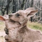 Lina Esco Instagram - i can’t stop thinking about the 1 BILLION animals that have died in the catastrophic fires in australia. take a moment and think about the magnitude of this. the long term effects of this. they are pure pure love always. unconditional. no matter what. please please please donate. they are the voiceless. the ones that always suffer because of us. please stand up for them. they need us NOW more than ever. all over the world. extinction. link in my bio. @wireswildliferescue other links swipe right.