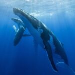 Lina Esco Instagram - PLEASE sign petition to help extend the ban on whaling in iceland. every year the richest man in iceland, kristján loftsson, a fucking monster— pushes to continue his whaling company. let’s keep on pushing until hopefully one day this will end. LINK IN MY BIO.