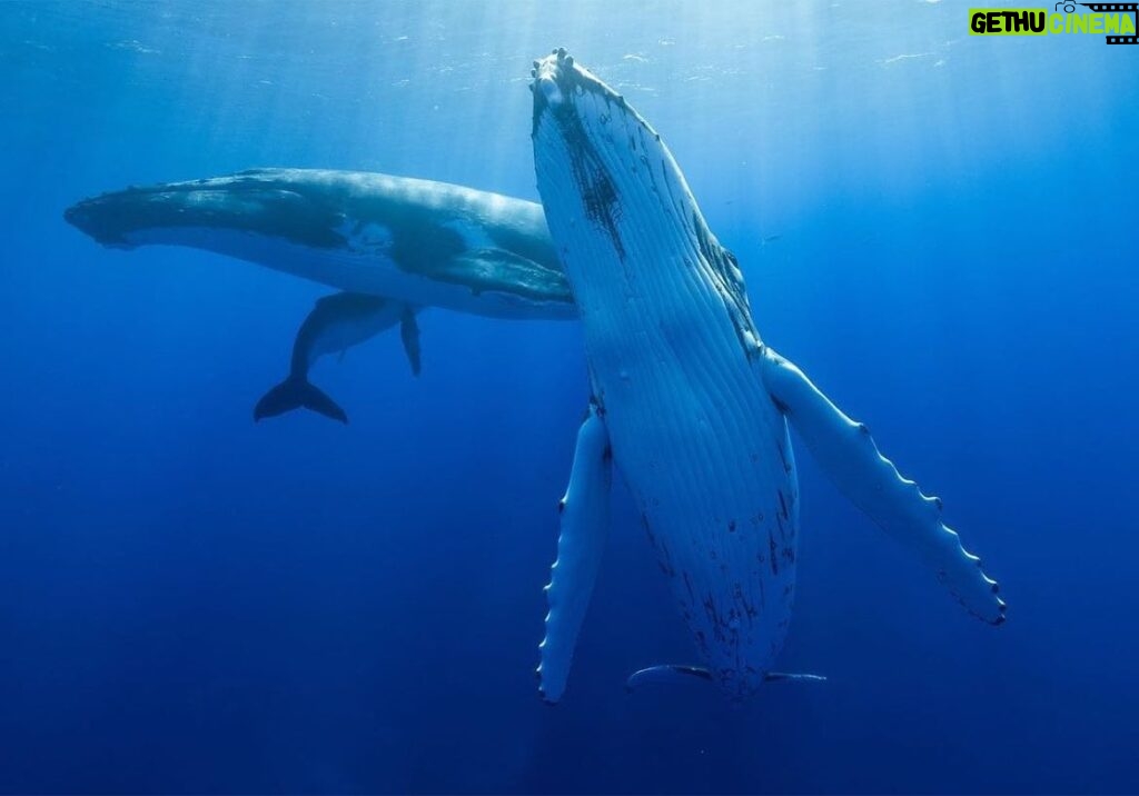 Lina Esco Instagram - one of the best days of my life! rp from @karimiliya • This was one of the craziest days where we played with a mother, her calf, and an escort (3rd humpback who hang around). I’ve never seen a mother rolling around and playing with her calf and swimming over to us to play. Whales are very intelligent and dynamic creatures with different moods and personalities