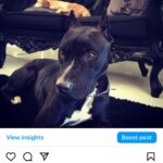 Lisette Morelos Instagram - Un día como hoy en 2015 llego a casa Lilith! Gracias negra por estos años maravillosos!!!! Te amo! Gracias @ericasanchezsu y a @escul_can por hacer esto posible! Feliz cumpleaños Lilith!!!!! 🥰😍 #adoptdontshop #standupforpits
