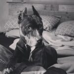 Lisette Morelos Instagram - Un día como hoy en 2015 llego a casa Lilith! Gracias negra por estos años maravillosos!!!! Te amo! Gracias @ericasanchezsu y a @escul_can por hacer esto posible! Feliz cumpleaños Lilith!!!!! 🥰😍 #adoptdontshop #standupforpits