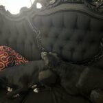 Lisette Morelos Instagram - Yo las veo muy estresadas… ustedes? 🤣 🥰 #pitties #pitbulls