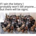 Lisette Morelos Instagram - I am stealing this post from @amaanimalrescue so accurate! 🤣