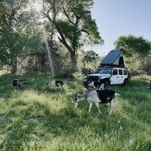 Lisseth Chavez Instagram - Left civilization for a week and came back with a tribe! 🐐

HIDE CAMP: Where we spent a week unplugged, communing with goats, whispered to cottonwood trees, danced under the stars around crackling fires. 

We went back to basics & embraced our primitive ancestral skills. 

A huge Thank you thank you to @caprakhan & Rain Gorenc for guiding and sharing this experience with us🤍 
Thank you for teaching us old ways, for sharing your home with us, for the memories we created, I’m Truly grateful for it alllll 🥹🙏🏽