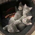 Liz Gallardo Instagram - Feliz #diadereyes !!!!!! 🤴👑🎄🪅🎆✨ Y nuestro mejor regalo es que nuestros últimos rescatados #PHOEBE&BABIES ya están listos para irse en adopción!!!!! 🐱🐈🐈‍⬛ Son unas bellezas sin igual , DOS HEMBRAS DOS MACHOS Requisitos para adopción: •Copia de INE o ID oficial •Dos comprobantes de domicilio • Llenar formato de adopción que se envía cuando manden los documentos al correo: losanimalistasmexico@gmail.com #rescata #rehabilita #adopta #ama #adoptanocompres #love #cats #pets #smile