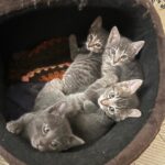 Liz Gallardo Instagram - Feliz #diadereyes !!!!!! 🤴👑🎄🪅🎆✨ Y nuestro mejor regalo es que nuestros últimos rescatados #PHOEBE&BABIES ya están listos para irse en adopción!!!!! 🐱🐈🐈‍⬛ Son unas bellezas sin igual , DOS HEMBRAS DOS MACHOS Requisitos para adopción: •Copia de INE o ID oficial •Dos comprobantes de domicilio • Llenar formato de adopción que se envía cuando manden los documentos al correo: losanimalistasmexico@gmail.com #rescata #rehabilita #adopta #ama #adoptanocompres #love #cats #pets #smile
