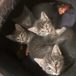 Liz Gallardo Instagram - Feliz #diadereyes !!!!!! 🤴👑🎄🪅🎆✨ Y nuestro mejor regalo es que nuestros últimos rescatados #PHOEBE&BABIES ya están listos para irse en adopción!!!!! 🐱🐈🐈‍⬛ Son unas bellezas sin igual , DOS HEMBRAS DOS MACHOS Requisitos para adopción: •Copia de INE o ID oficial •Dos comprobantes de domicilio • Llenar formato de adopción que se envía cuando manden los documentos al correo: losanimalistasmexico@gmail.com #rescata #rehabilita #adopta #ama #adoptanocompres #love #cats #pets #smile