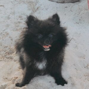 Lorena Andrea Instagram - Feliz Primer Cumpleaños Luna 🎂 

To many more adventures my fluffy hype queen 🖤💫

#teacuppomeranian #pomeranian #pomeraniansofinstagram #dogsofinstagram