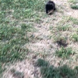 Lorena Andrea Instagram - Feliz Primer Cumpleaños Luna 🎂 

To many more adventures my fluffy hype queen 🖤💫

#teacuppomeranian #pomeranian #pomeraniansofinstagram #dogsofinstagram