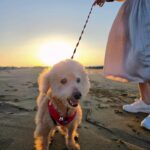 Lorene Ren Instagram - 趁好天氣帶小賓出來走走🐶☀️ 大家平常都會帶家裡的毛小孩去哪呢？