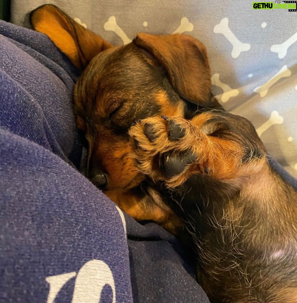 Lorraine Kelly Instagram - Here’s @rubyisasausage proving that sausage dogs officially sleep the longest of any other!!#cute #sleepy #angel