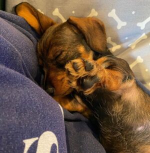 Lorraine Kelly Instagram - Here’s  @rubyisasausage proving that sausage dogs officially sleep the longest of any other!!#cute #sleepy #angel