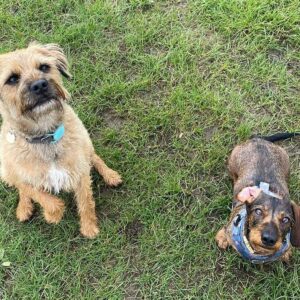 Lorraine Kelly Instagram - Best pals Angus and @rubyisasausage looking for a treat - how can you refuse those wee hopeful faces? #friends #borderterrier #dogsofinstagram #sausagedog #love #hope #angels