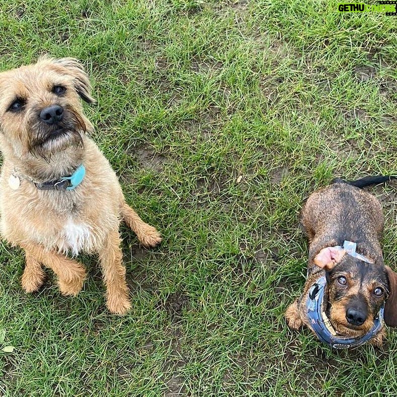 Lorraine Kelly Instagram - Best pals Angus and @rubyisasausage looking for a treat - how can you refuse those wee hopeful faces? #friends #borderterrier #dogsofinstagram #sausagedog #love #hope #angels